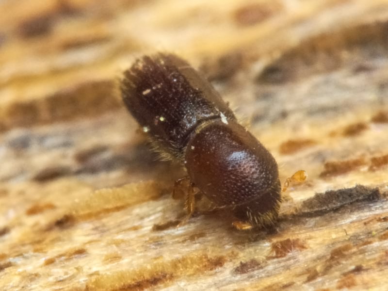 Xyleborinus saxesenii (Ratzeburg, 1837)